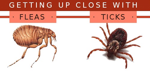 ticks and fleas 