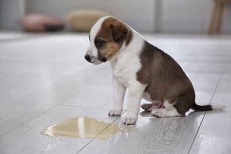 incontinence in dogs